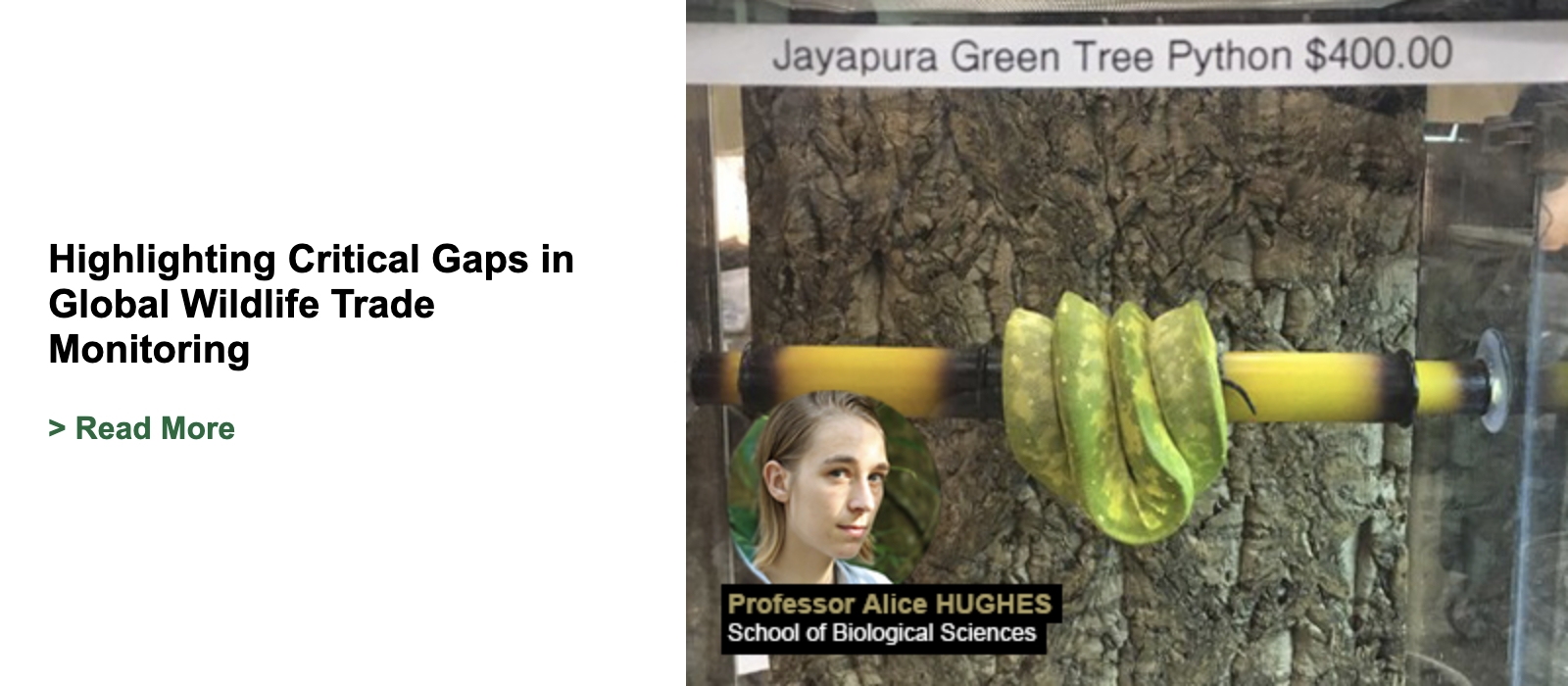 Highlighting Critical Gaps in Global Wildlife Trade Monitoring